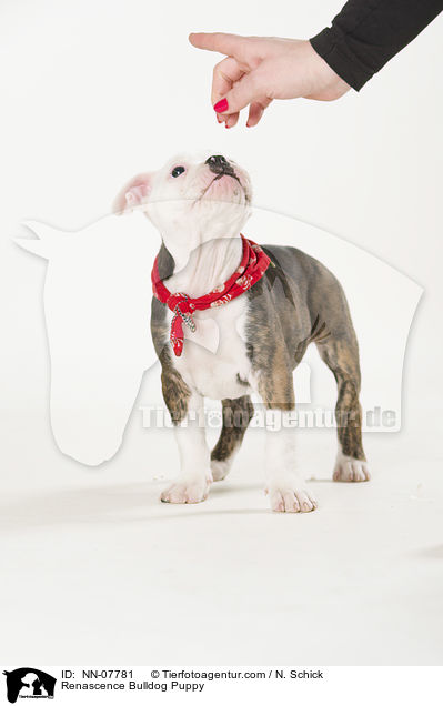 Renascence Bulldogge Welpe / Renascence Bulldog Puppy / NN-07781