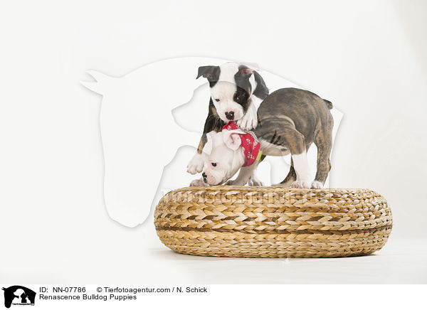 Renascence Bulldog Puppies / NN-07786