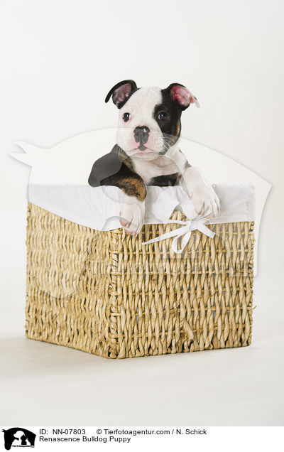 Renascence Bulldog Puppy / NN-07803