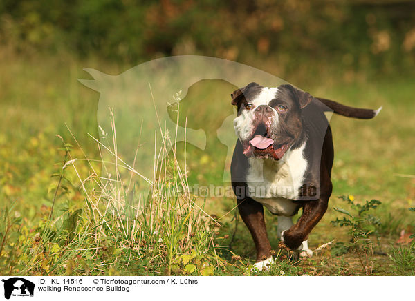 walking Renascence Bulldog / KL-14516