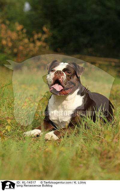 liegende Renascence Bulldogge / lying Renascence Bulldog / KL-14517