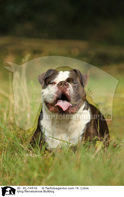 liegende Renascence Bulldogge / lying Renascence Bulldog / KL-14518