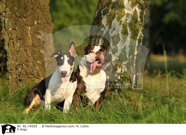 2 dogs / KL-14525