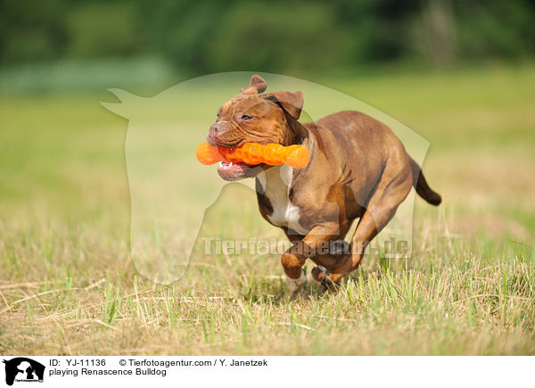spielender Renascence Bulldogge / playing Renascence Bulldog / YJ-11136