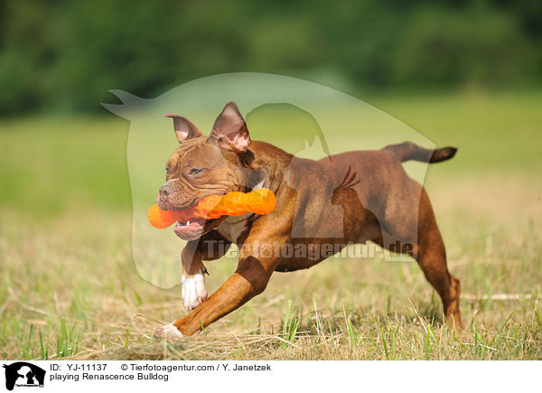 playing Renascence Bulldog / YJ-11137