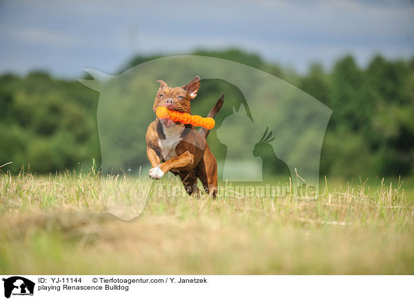 spielender Renascence Bulldogge / playing Renascence Bulldog / YJ-11144