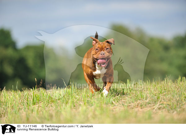 rennender Renascence Bulldogge / running Renascence Bulldog / YJ-11146