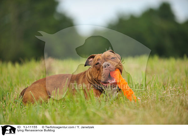 lying Renascence Bulldog / YJ-11155