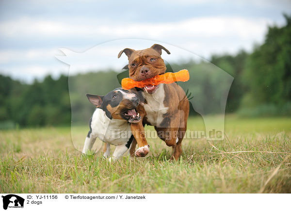 2 Hunde / 2 dogs / YJ-11156