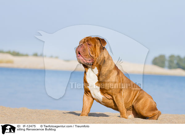 sitting Renascence Bulldog / IF-12475