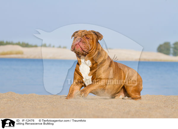 sitzende Renascence Bulldogge / sitting Renascence Bulldog / IF-12476