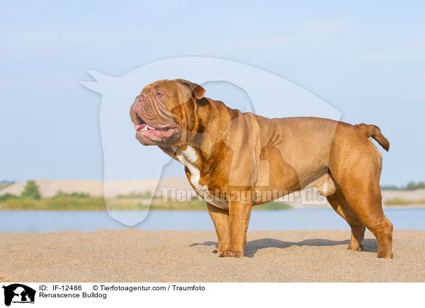 Renascence Bulldog / IF-12486