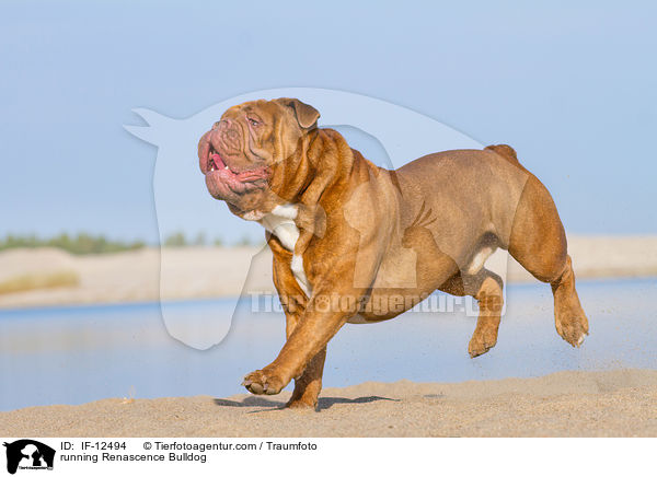 rennende Renascence Bulldogge / running Renascence Bulldog / IF-12494