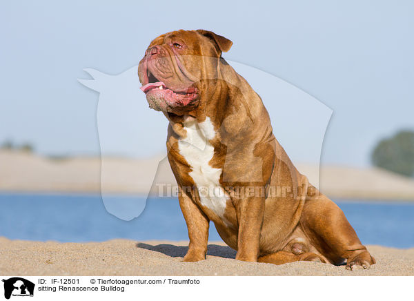 sitzende Renascence Bulldogge / sitting Renascence Bulldog / IF-12501