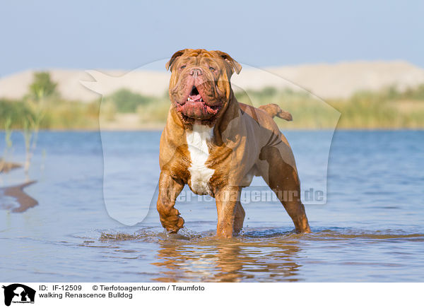 walking Renascence Bulldog / IF-12509