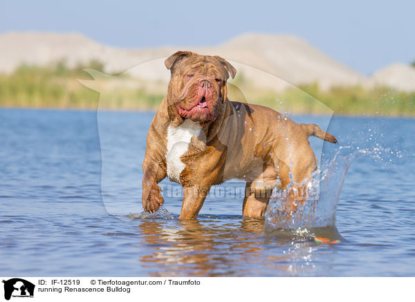 running Renascence Bulldog / IF-12519