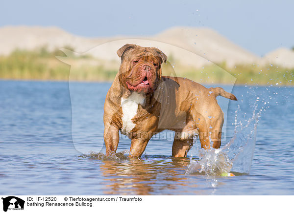 badende Renascence Bulldogge / bathing Renascence Bulldog / IF-12520