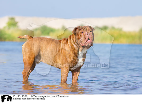 badende Renascence Bulldogge / bathing Renascence Bulldog / IF-12526