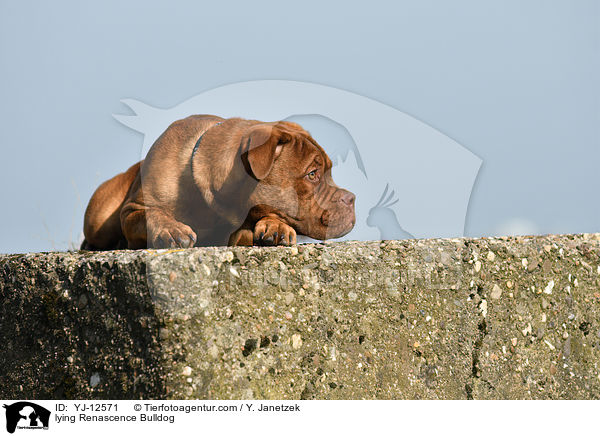 lying Renascence Bulldog / YJ-12571