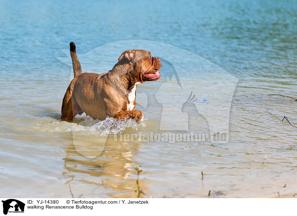 walking Renascence Bulldog / YJ-14380