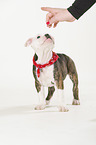 Renascence Bulldog Puppy