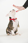 Renascence Bulldog Puppy
