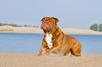 sitting Renascence Bulldog