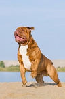 running Renascence Bulldog
