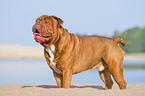 Renascence Bulldog