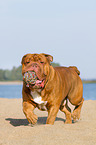 playing Renascence Bulldog
