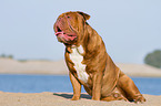 sitting Renascence Bulldog