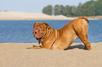 playing Renascence Bulldog