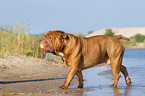 playing Renascence Bulldog