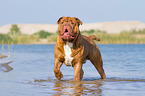 walking Renascence Bulldog