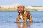 walking Renascence Bulldog