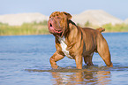 walking Renascence Bulldog