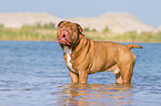 bathing Renascence Bulldog