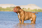 bathing Renascence Bulldog