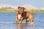 bathing Renascence Bulldog