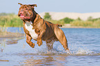 running Renascence Bulldog