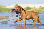 playing Renascence Bulldog