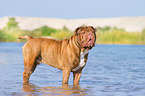 bathing Renascence Bulldog