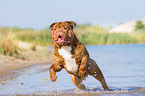 running Renascence Bulldog