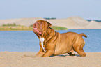 Renascence Bulldog