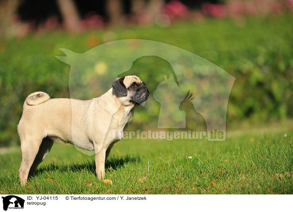Retromops / retropug / YJ-04115