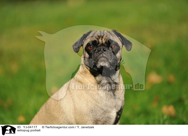 Retromops Portrait / retropug portrait / YJ-04117