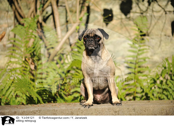 sitzender Retromops / sitting retropug / YJ-04121