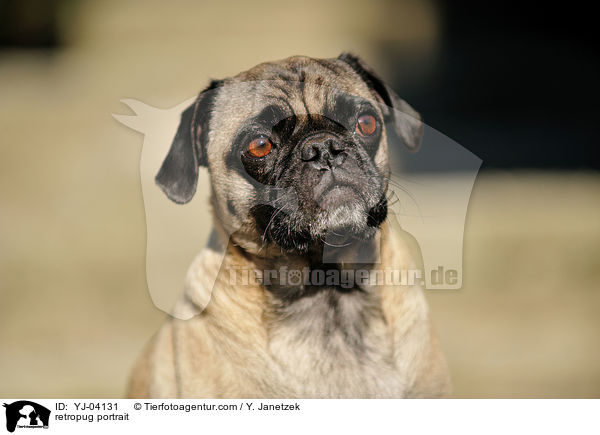 Retromops Portrait / retropug portrait / YJ-04131