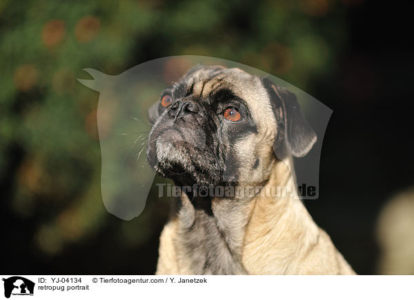 Retromops Portrait / retropug portrait / YJ-04134