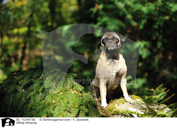sitzender Retromops / sitting retropug / YJ-04138